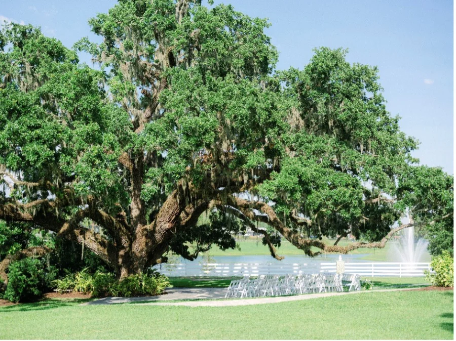 outdoor wedding under large oak tree at The Highland Manor, Anna So Photography